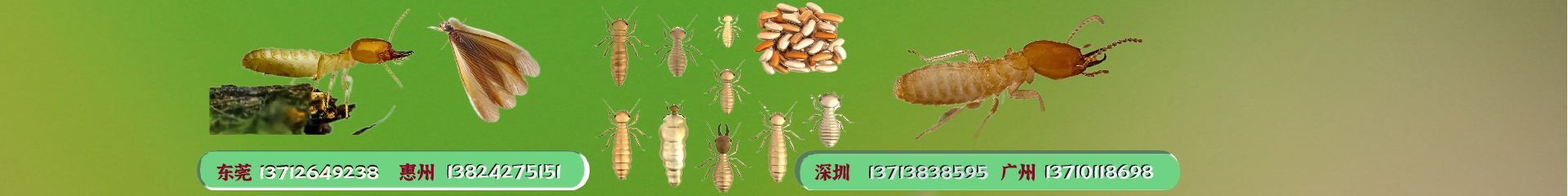 惠州臭蟲防治