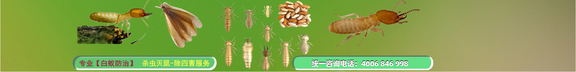 汕頭白蟻防治