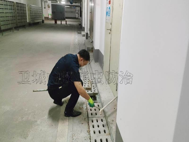樟木頭白蟻防治_樟木頭滅白蟻東莞公司哪家比較好
