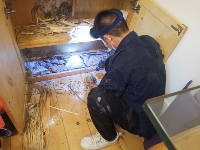 增城區(qū)當(dāng)?shù)匕紫伔乐沃行碾娫?廣州增城白螞蟻防治站熱線