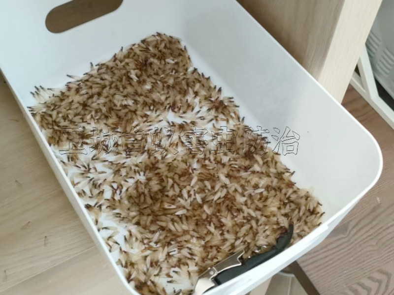 水口滅殺白蟻中心，白蟻治理公司