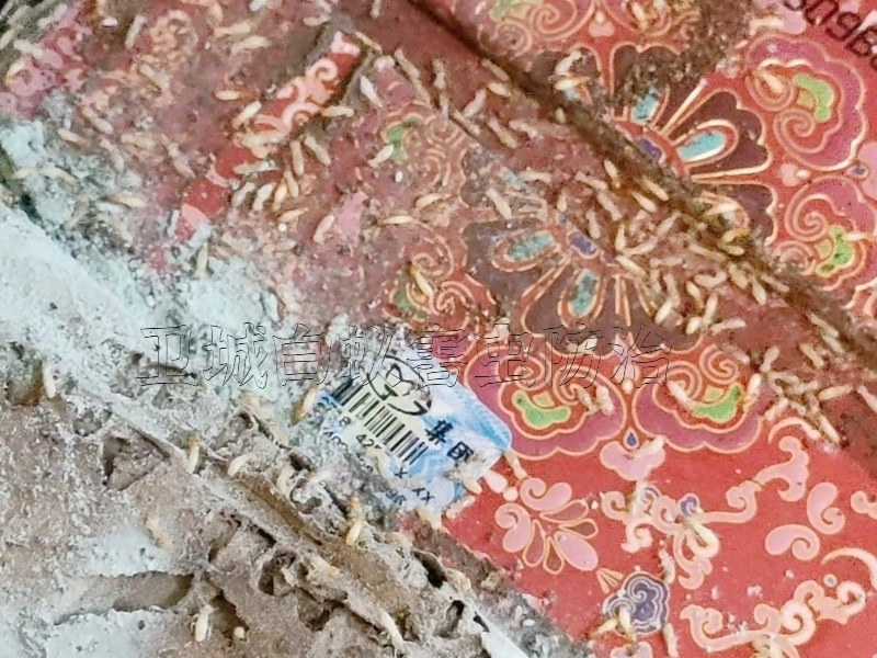 東莞白蟻防治中心,東莞白蟻防治所,東莞白蟻防治站