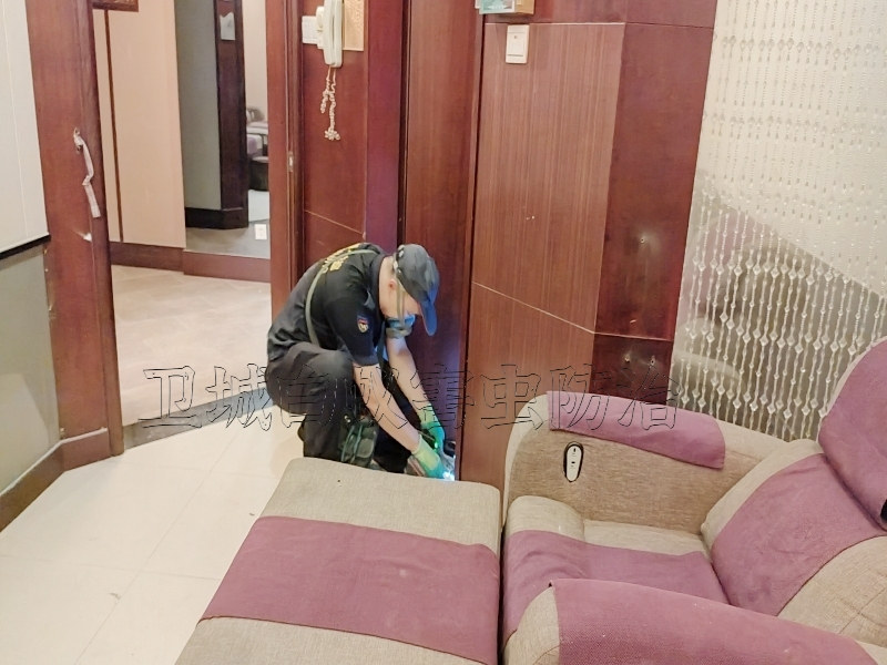 惠城汝湖白蟻防治_白蟻危害名勝古跡損失無價