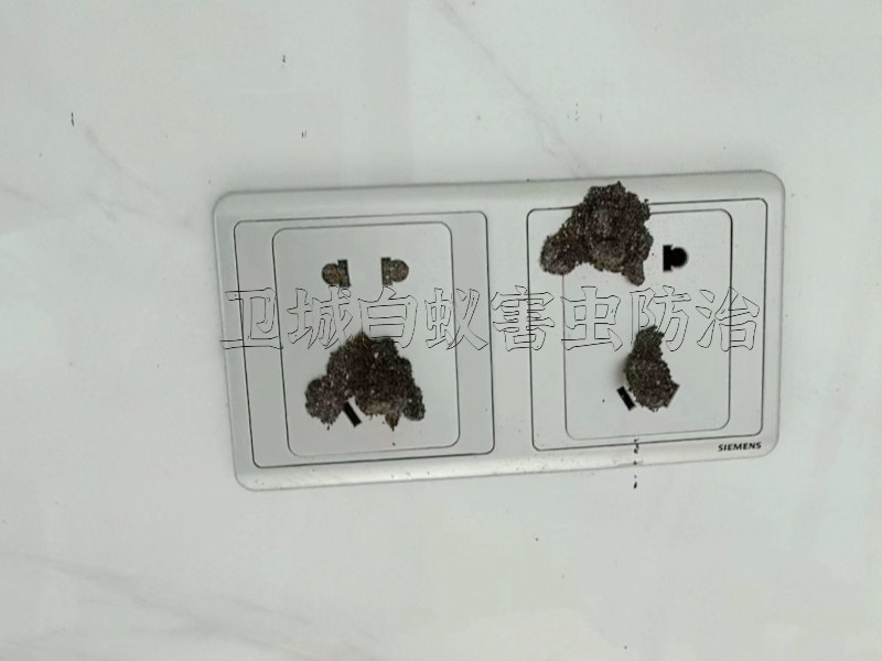 惠州小金口白蟻防治滅除白蟻公司這家技術(shù)好收費(fèi)合理