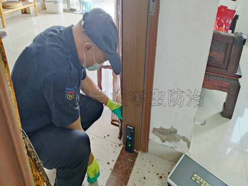 增城永寧白蟻防治_增城永寧滅白蟻_小樓家居殺白蟻公司