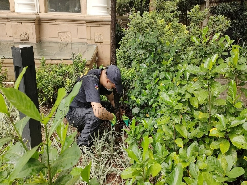 派潭白蟻防治除白螞蟻_增城永和白蟻防治_增城殺蟲滅鼠價格實惠