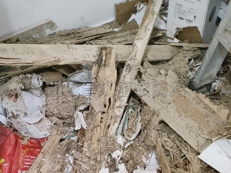 南崗白蟻防治治理白蟻,廣州南崗白蟻防治,黃埔滅白蟻滅鼠