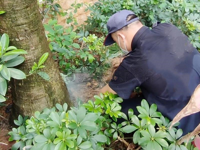蘿崗區(qū)白蟻防治,廣州蘿崗白蟻防治,蘿崗除蟲防螞蟻