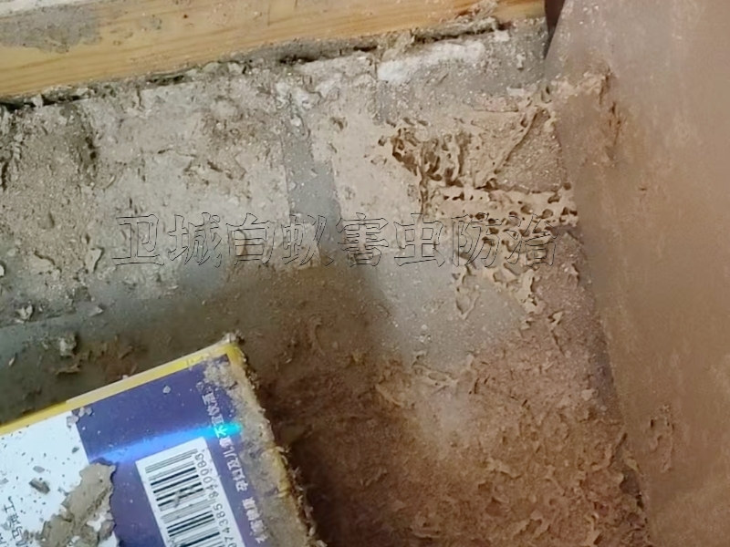 鐘落潭白蟻防治,白云區(qū)滅治白蟻公司,廣州鐘落潭白蟻防治